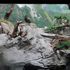 Kea Enclosure