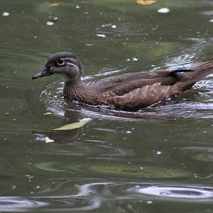 Wild North American Wood Duck