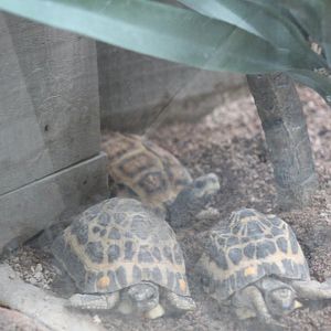 Common and Flat-Backed Spider Tortoises