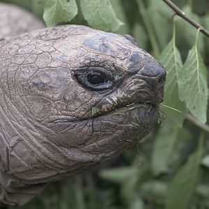 Giant tortoise 'Darwin'