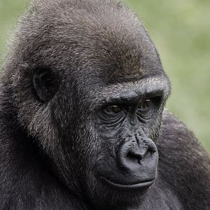 Gorilla 'Meisie'