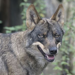 Iberian wolf