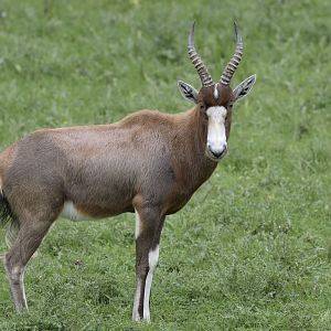 Blesbok