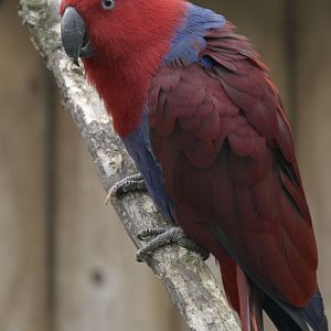 Red-sided eclectus female