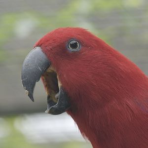 Red-sided eclectus female shouting