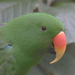 Red-sided eclectus male