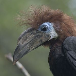 Female black-casqued hornbill