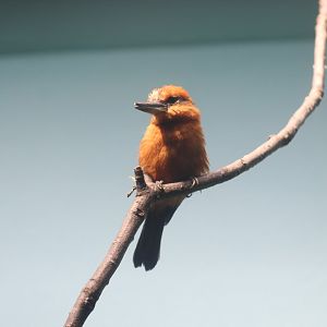 Guam Kingfisher