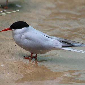 Arctic Tern