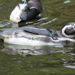 Magellanic Penguin