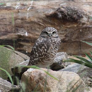Northern Burrowing Owl