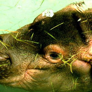Hippopotamus calf; Whipsnade; 22nd September 2017