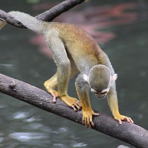 Common Squirrel Monkey