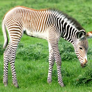 Grevy's zebra foal; Whipsnade; 22nd September 2017