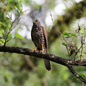 Christmas Island Goshawk juvenile