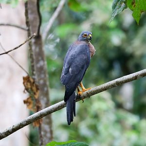 Christmas Island Goshawk female with full crop