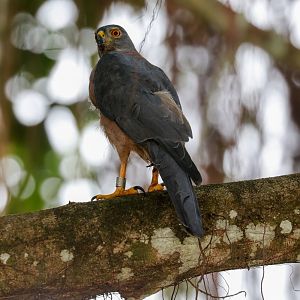 Christmas Island Goshawk female