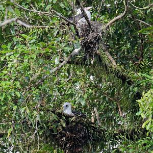 Abbott's Boobys nesting, female above and a male below
