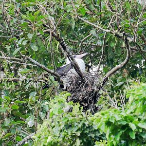 Abbott's Booby female on nest