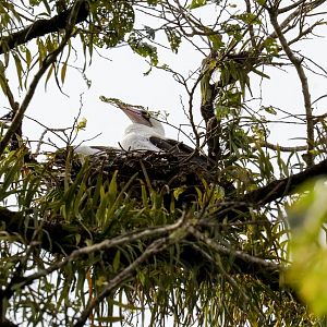 Abbott's Booby female on nest