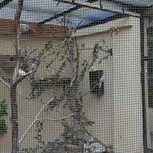 Rostock Zoo - Australian aviary