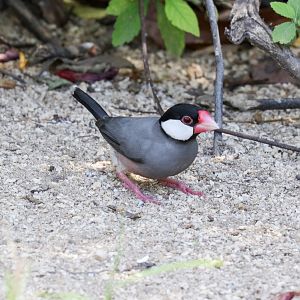 Java Sparrow