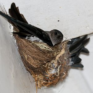 Christmas Island Swiftlet