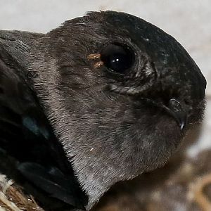 Christmas Island Swiftlet