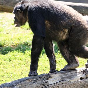 22092017 Taronga Zoo.  Lani