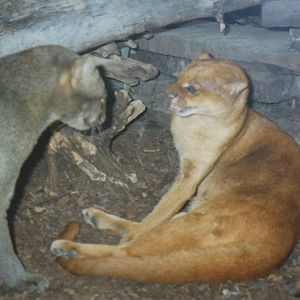 Jaguarundis