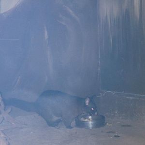 Brushtail Possum