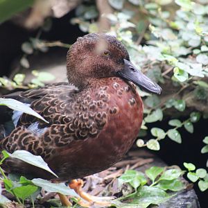 Cinnamon Teal?
