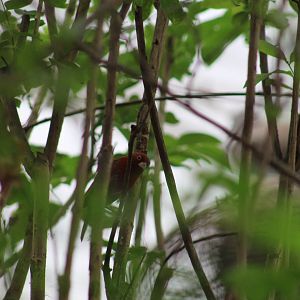 Red-Billed Firefinch