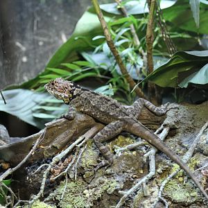 Collared Tree Lizard