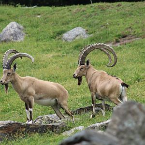 Nubian Ibex