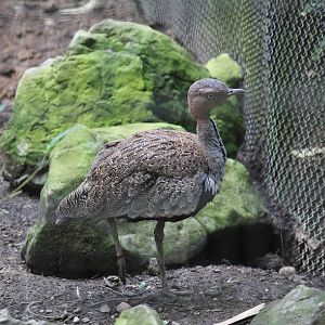 Buff-Crested Bustard
