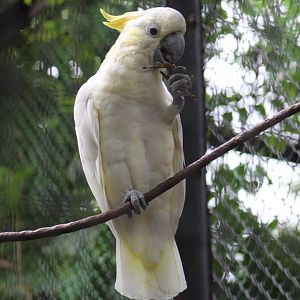 Yellow-Crested Cockatoo