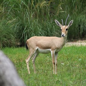 Slender-Horned Gazelle