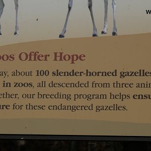 Slender-Horned Gazelle Signage