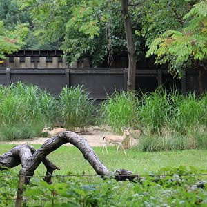 Slender-Horned Gazelle Enclosure