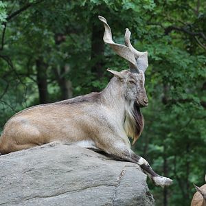 Bukharan Markhor
