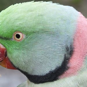 Alexandrine Parakeet