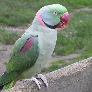Alexandrine Parakeet