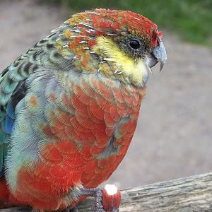 Western Rosella