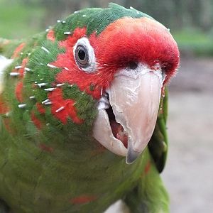 Orange Mitred Conure