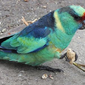 Mallee Ringneck