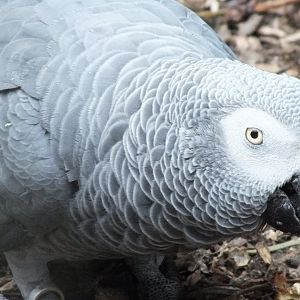 African Grey