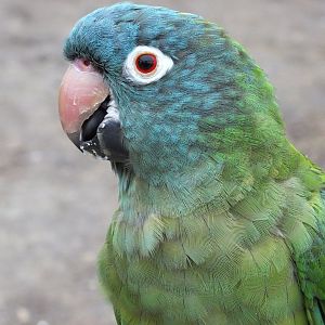 Blue Crowned Parakeet