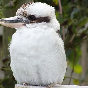 kookaburra