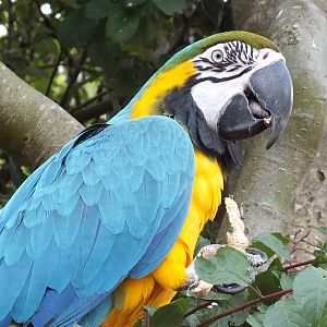 Blue and Gold Macaw